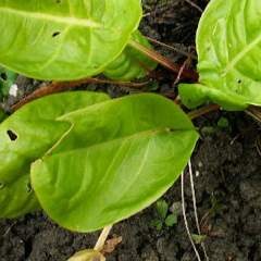 Bouillon léger à l'oseille, rapide et digeste...