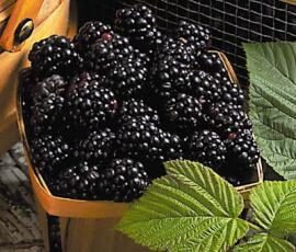 Confiture de mûres épicée (façon confiture de tarte aux pruneaux)