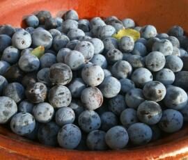 Confiture de prunes sauvages
