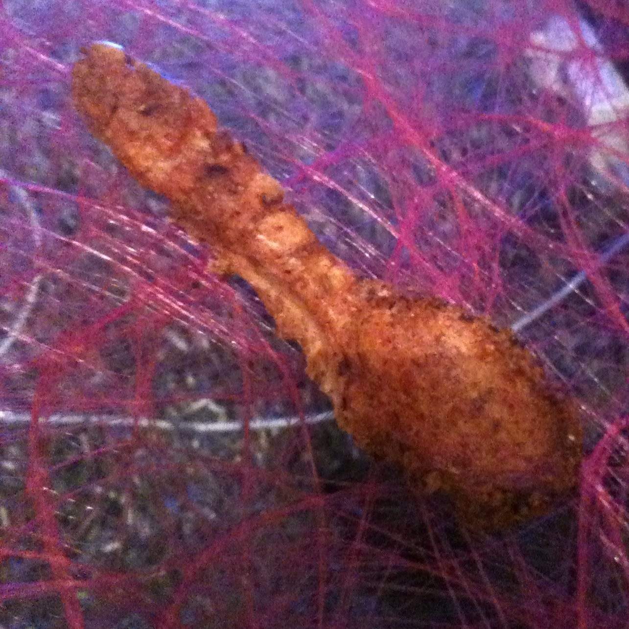 CRACKERS EN CUILLERE