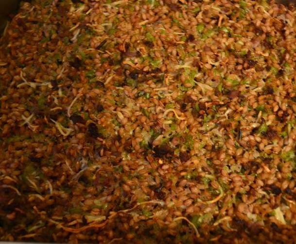 Gratin de PETIT EPEAUTRE aux poivrons verts