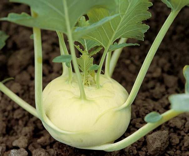 légumes de saison simples , sains et bons