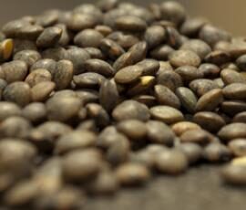 Lentilles au naturel
