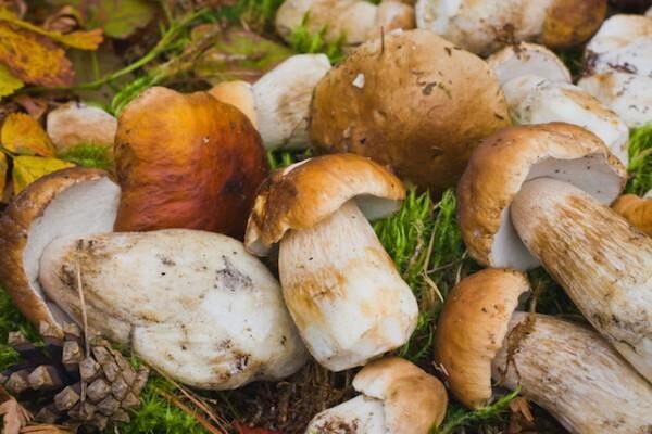 mon velouté aux cèpes