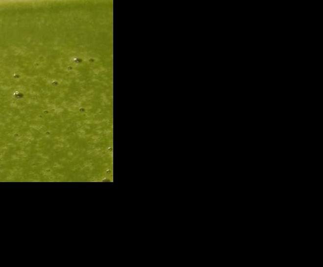 potage aux épinards et boursin