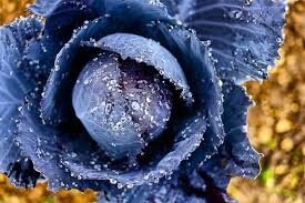 purée de chou rouge douce et surprenante