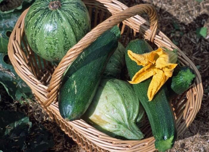 Purée de Courgette x Pommes de Terre