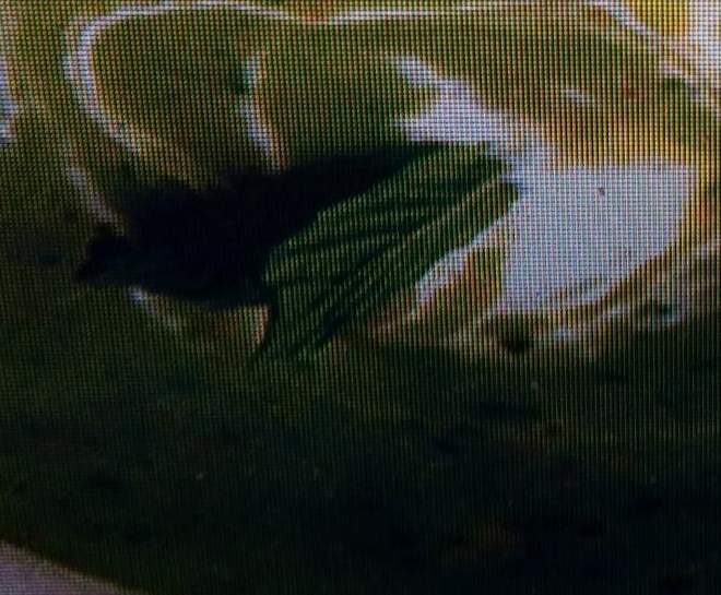 soupe petit pois et menthe