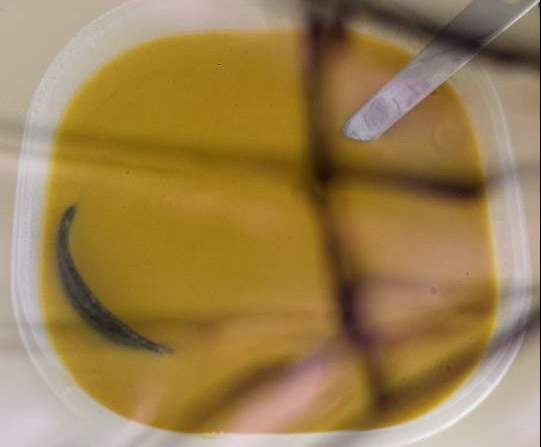 Velouté de restes de légumes du frigo