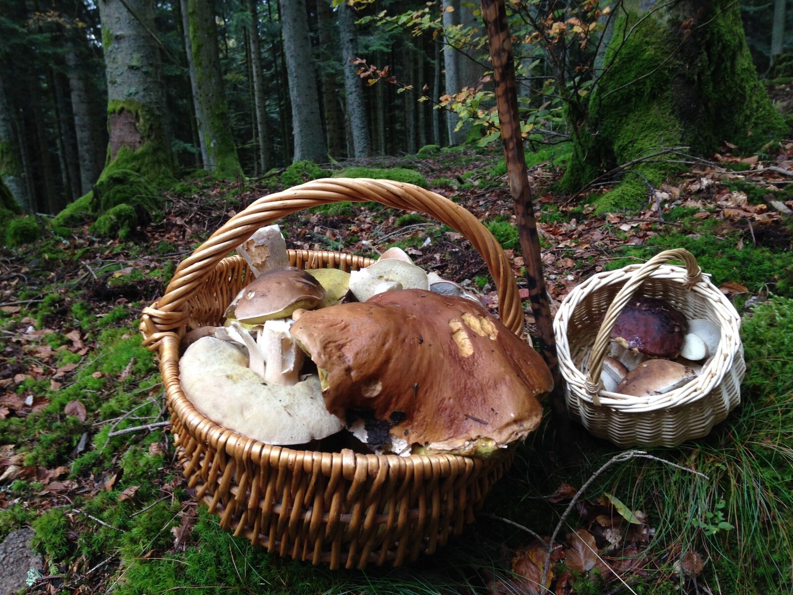 Velouté des Cèpes frais